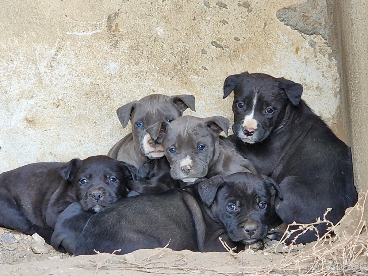 Americký stafford terrier