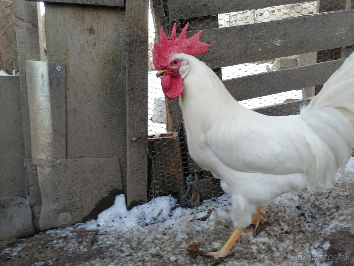 Leghorn