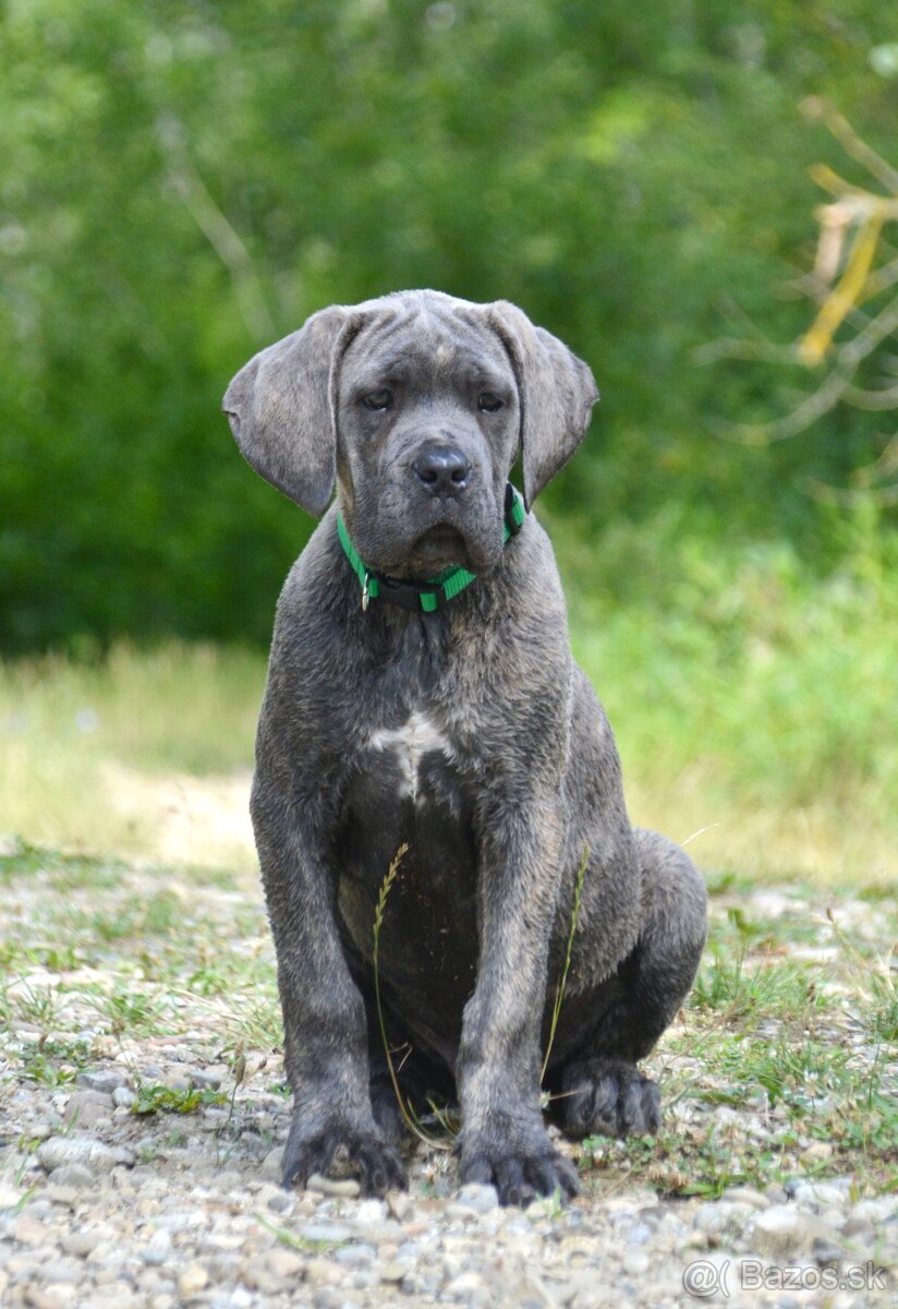 Cane corso p s PP / FCI/