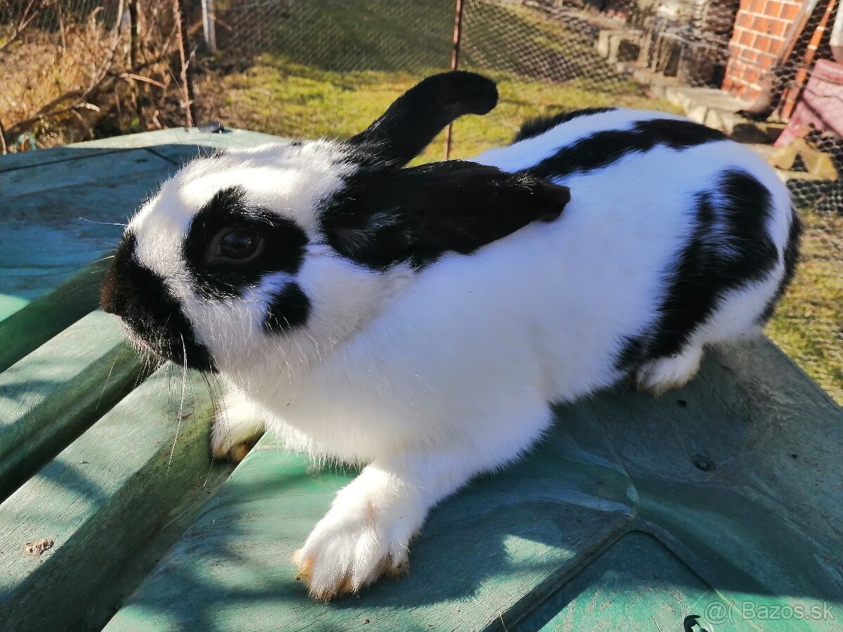 Nemecký obrovitý strakoš.