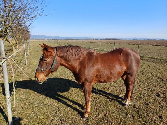 Prodám 9 letého valacha QH