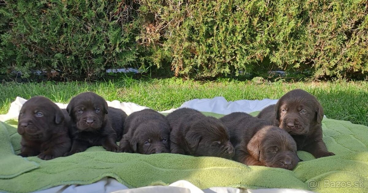 Labrador šteniatka čokoládové s rodokmeňom