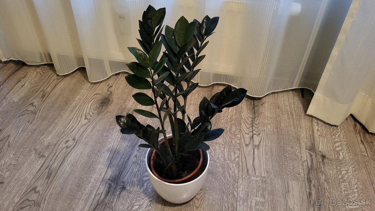 Zamioculcas Dowon (čierny)