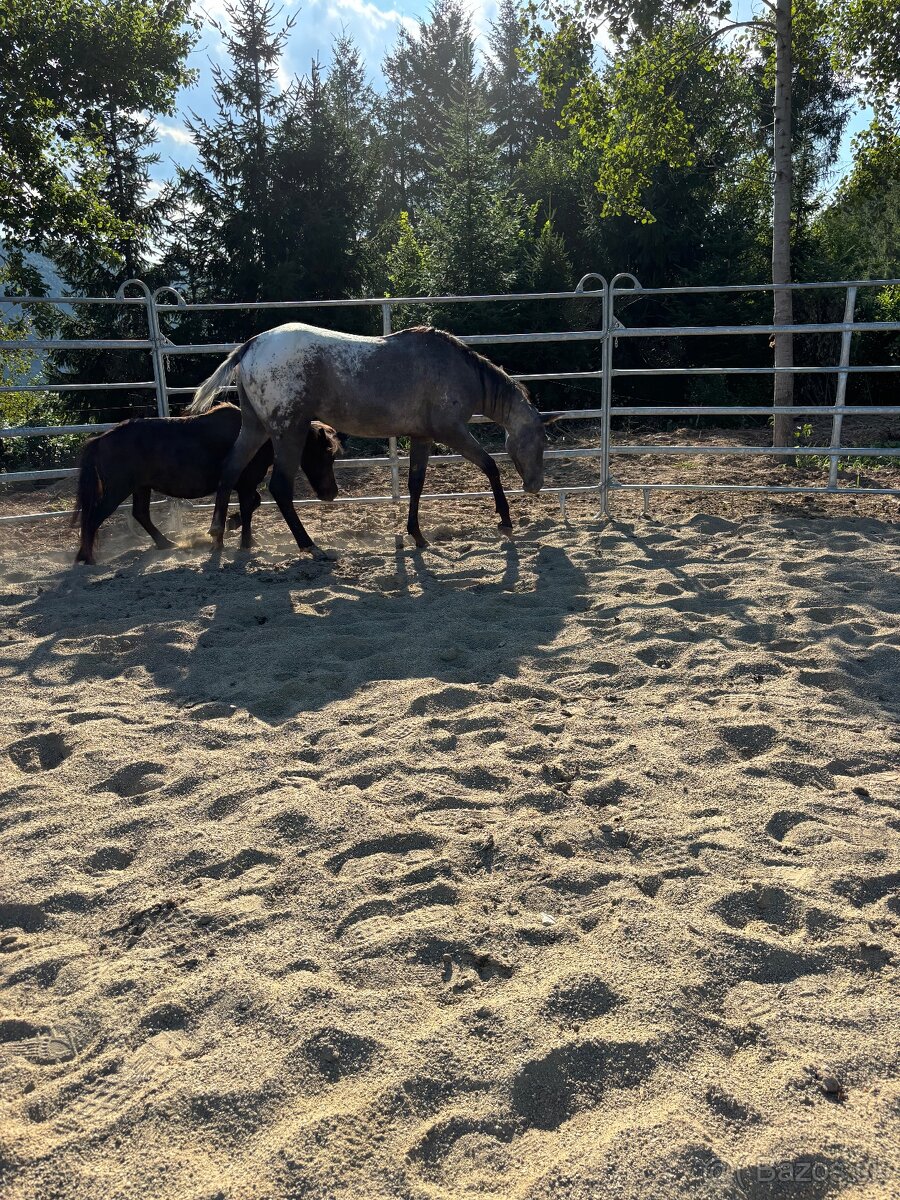 Appaloosa appa