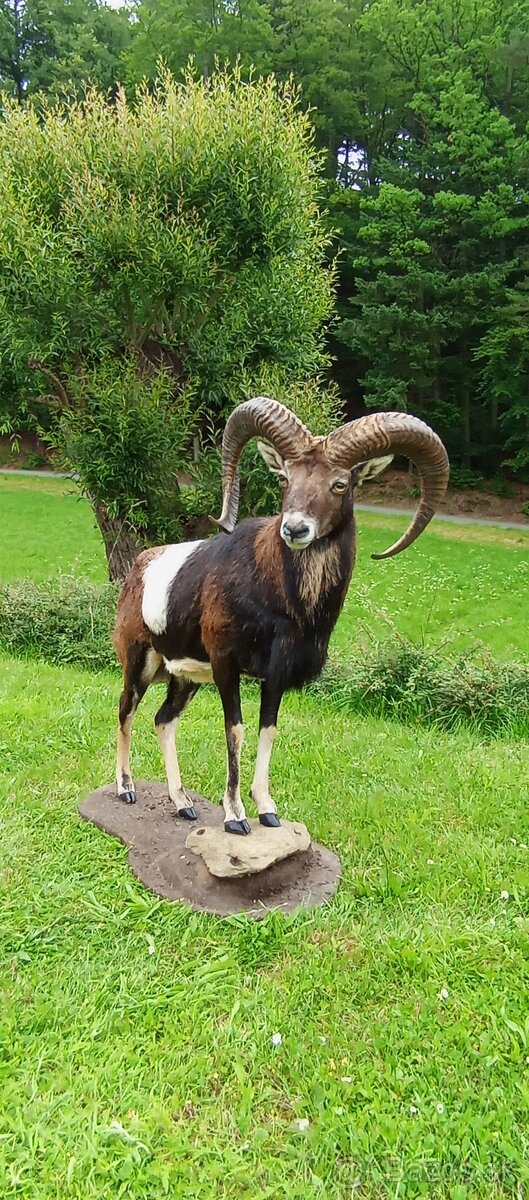 Preparace muflonů,trofej,paroží.