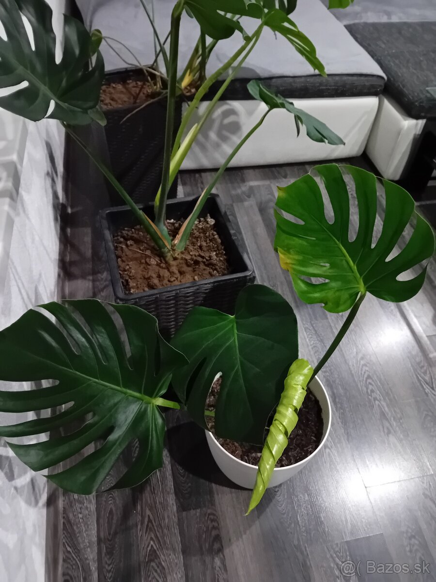 Monstera