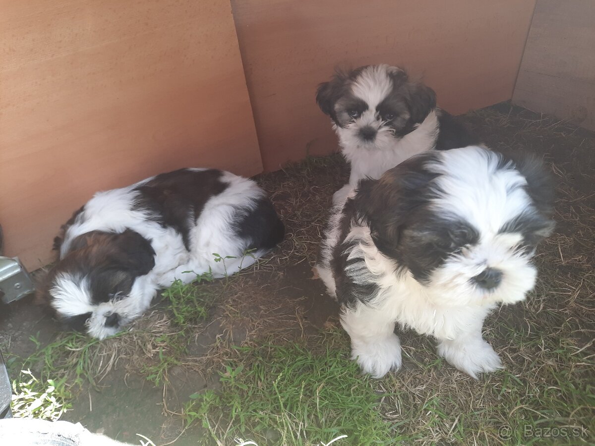 Shih tzu, si cu