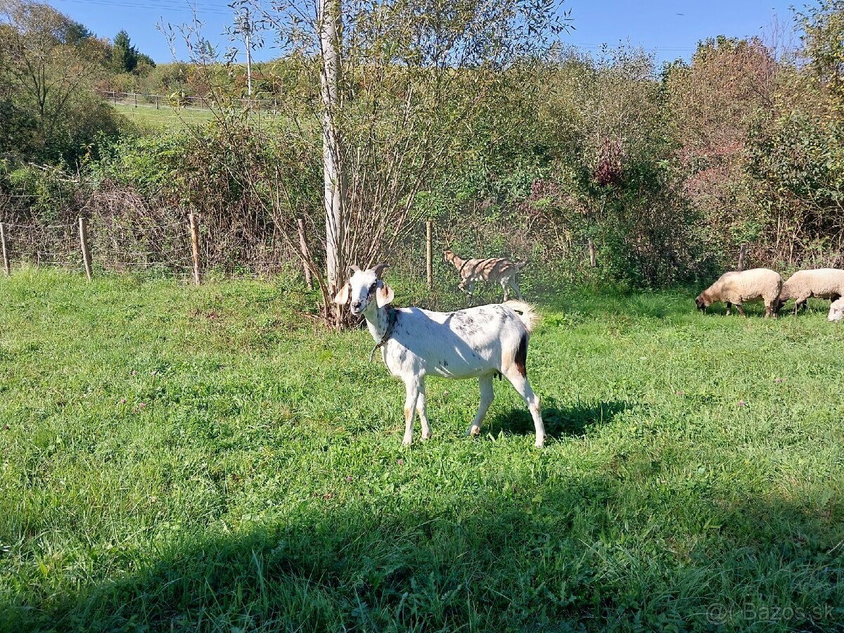 Anglonubijská koza