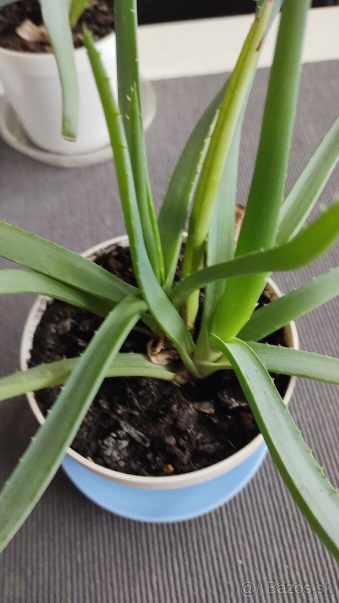 Aloe Vera