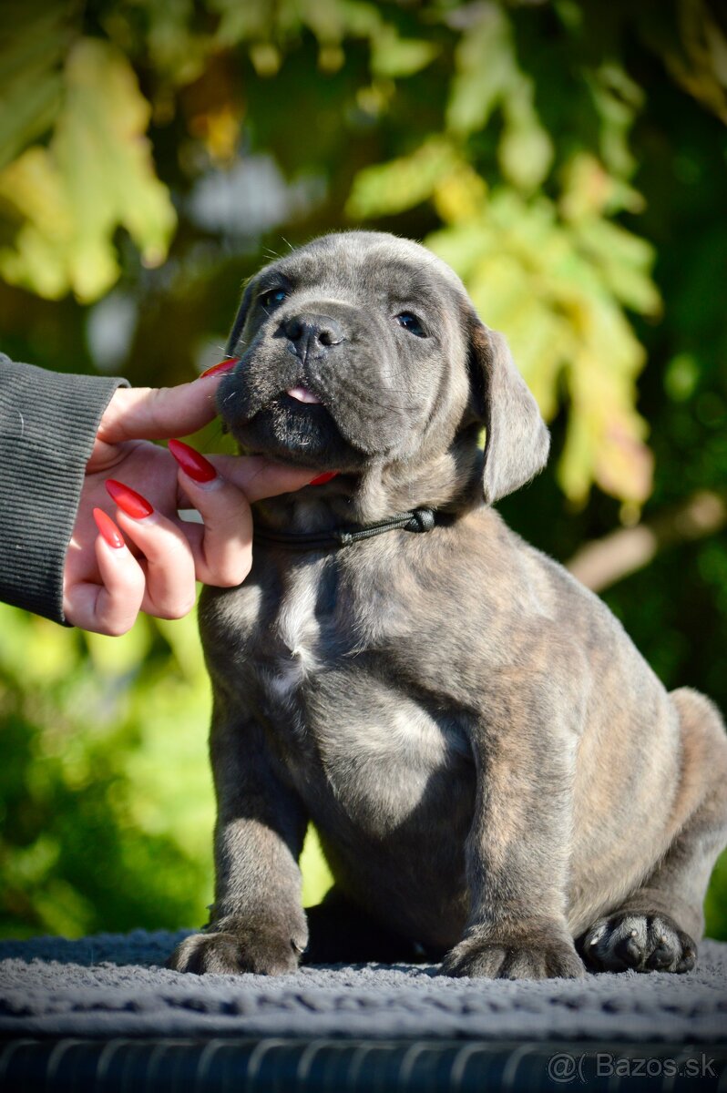 Šteniatka Cane Corso FCI