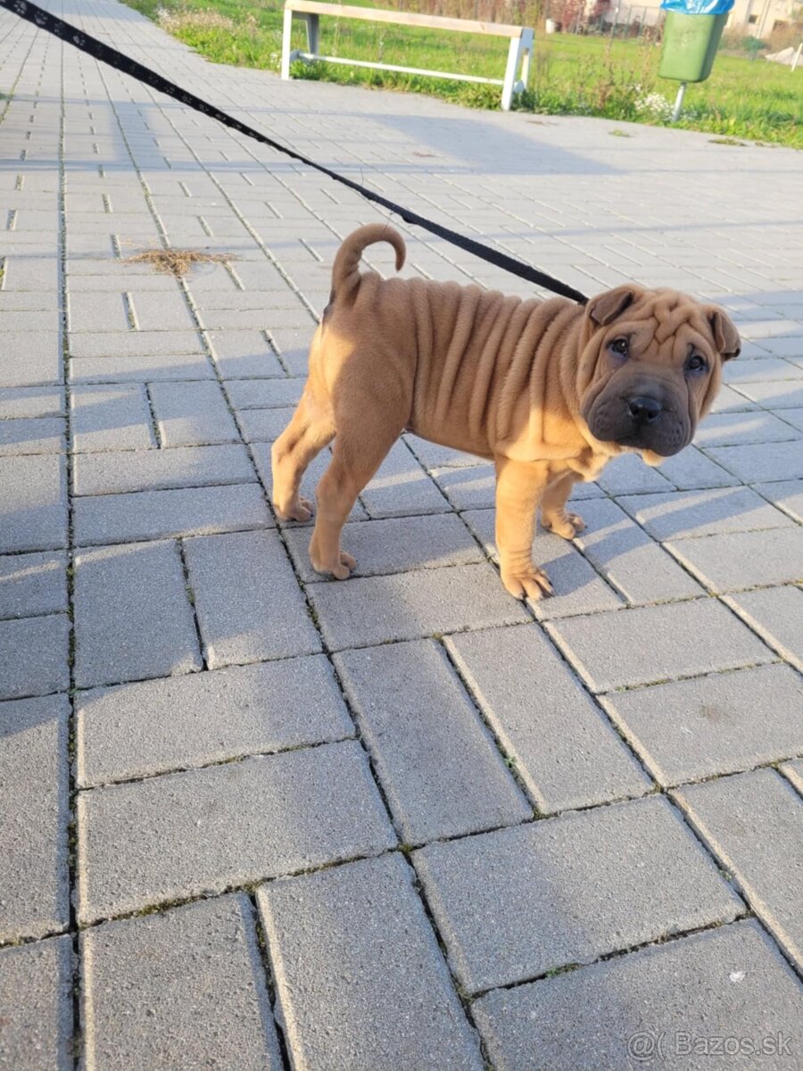 Shar-pei