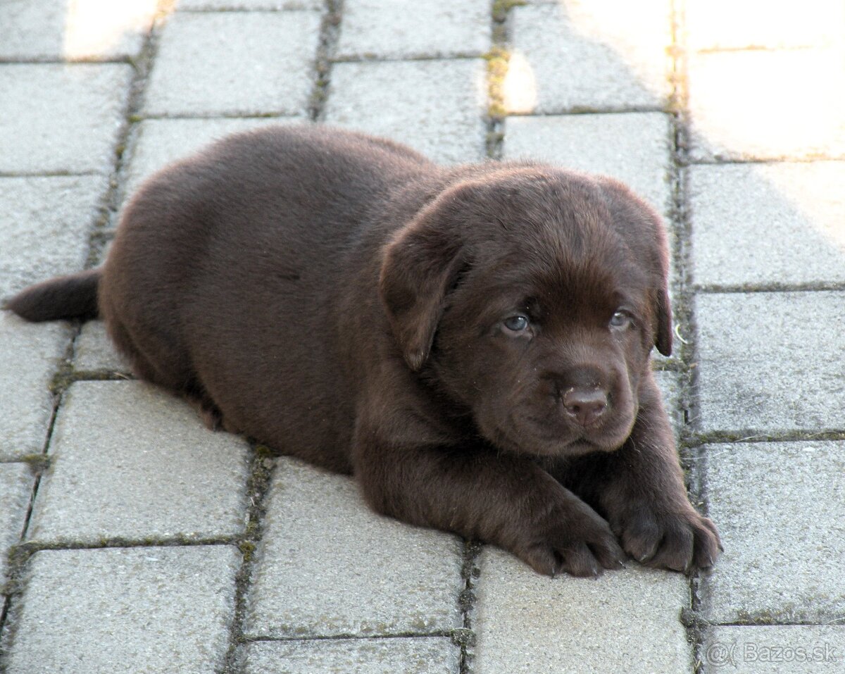 Labrador retriever čokoládové šteniatka s PP