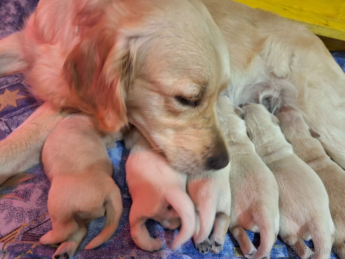 Zlatý retriever, Golden retriever