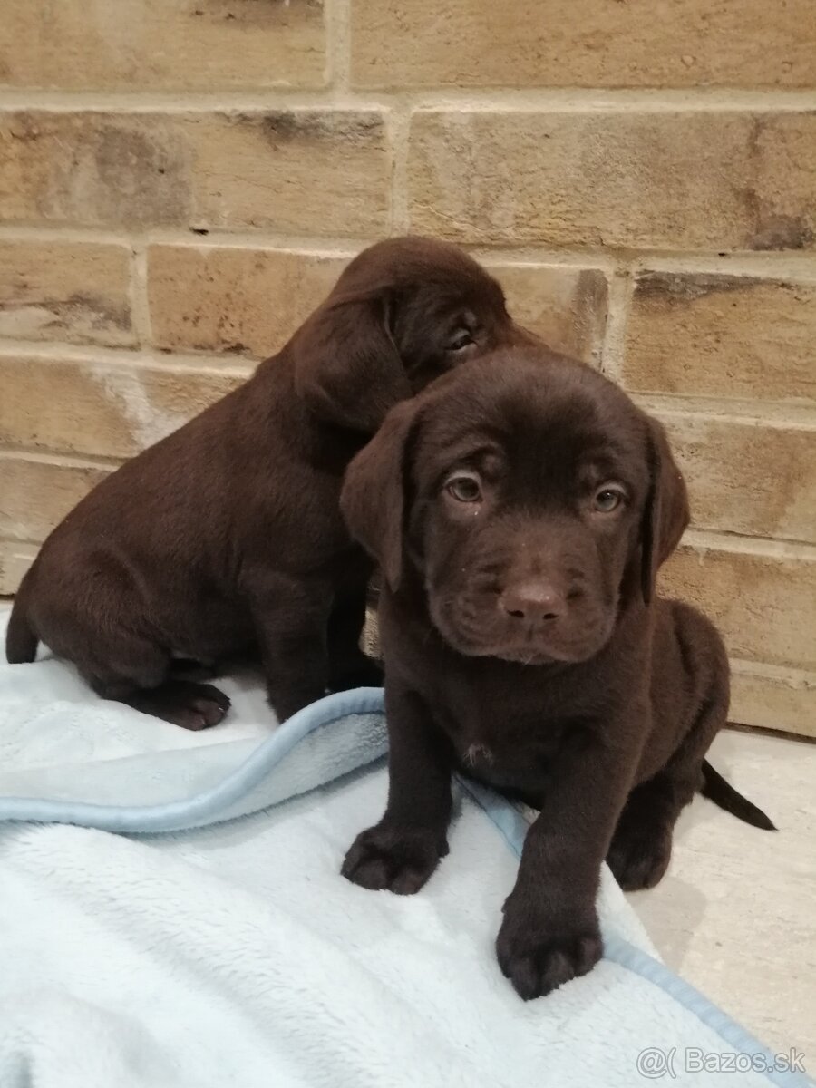 šteniatka labradorského retrievera