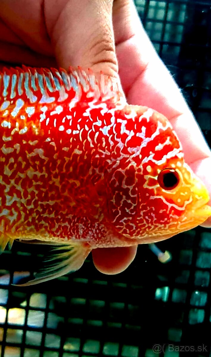 Flowerhorn Fireman s Dream