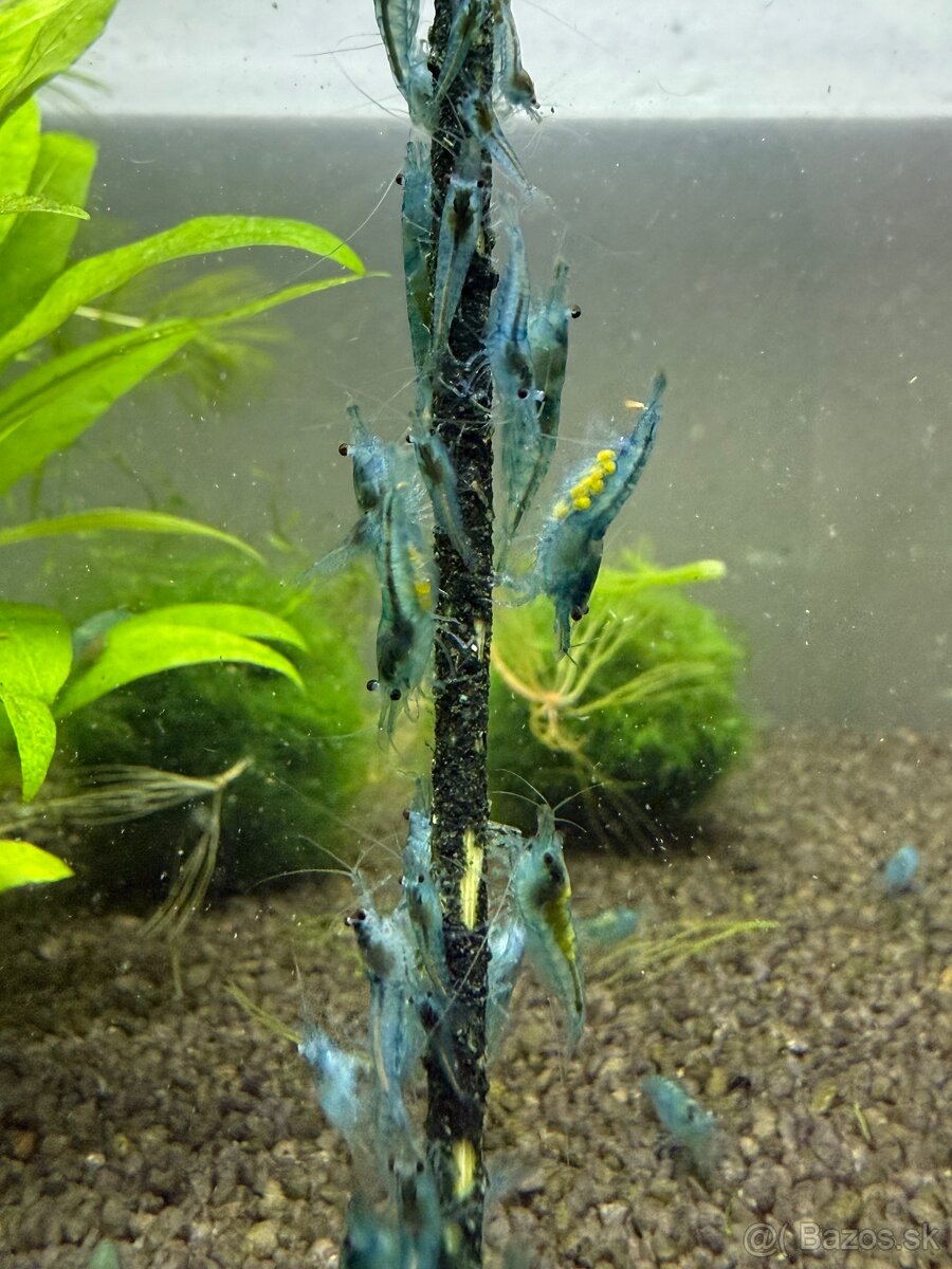 Neocaridina Jelly Blue