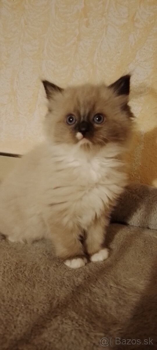 Ragdoll mačička-seal mitted with blaze-k odberu