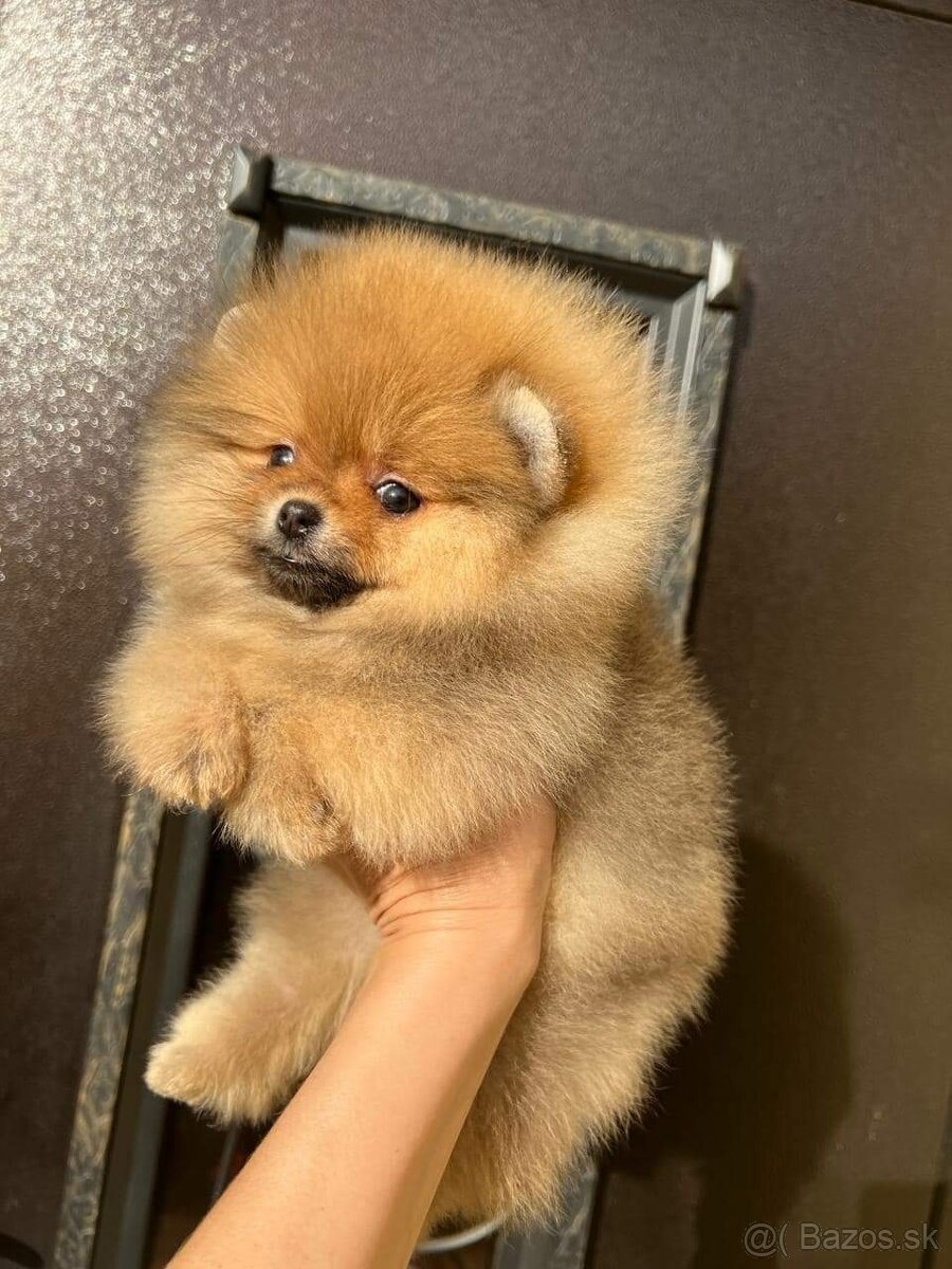 Pomeranian mini Orange