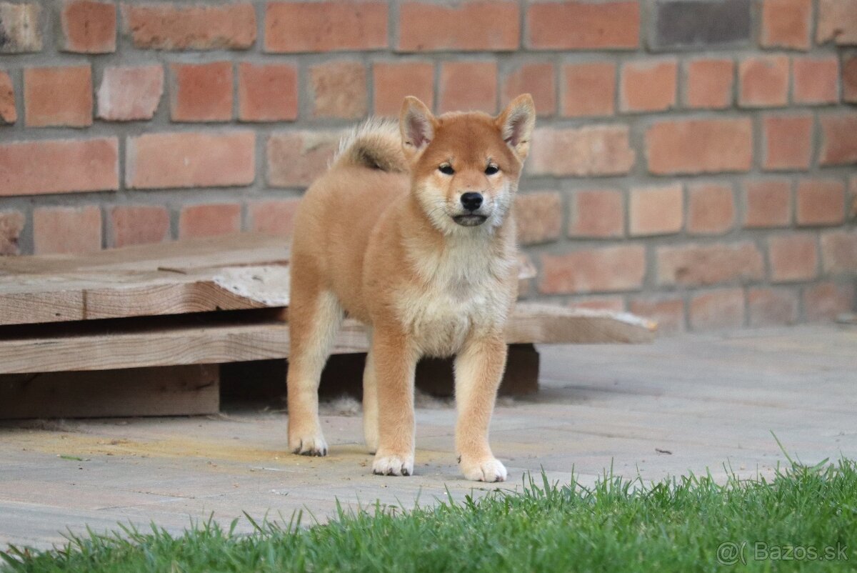 Shiba inu s PP