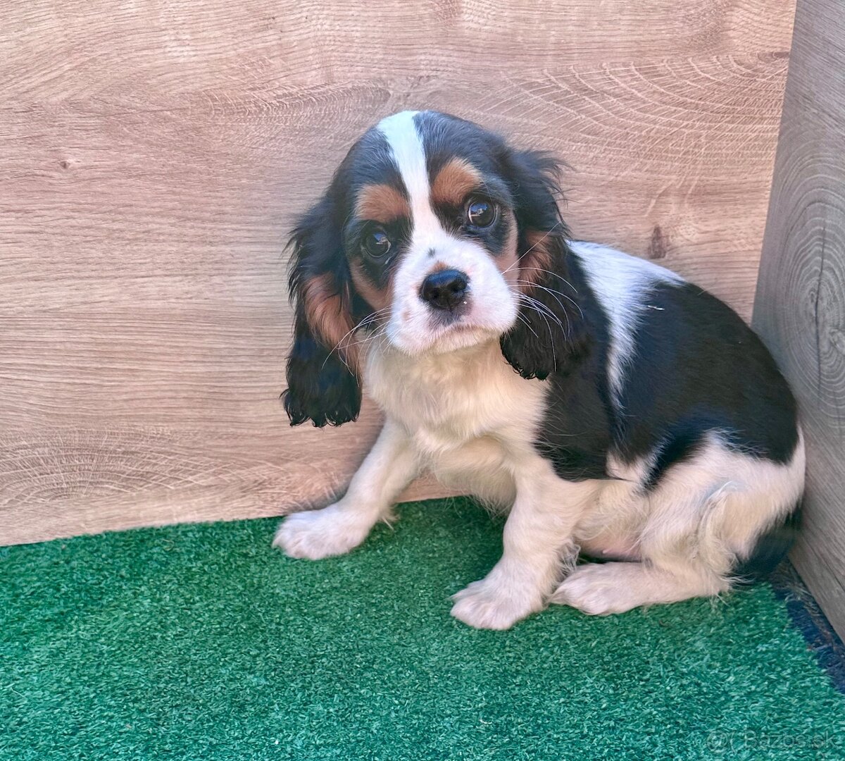 Cavalier King Charles Spaniel,cavalier