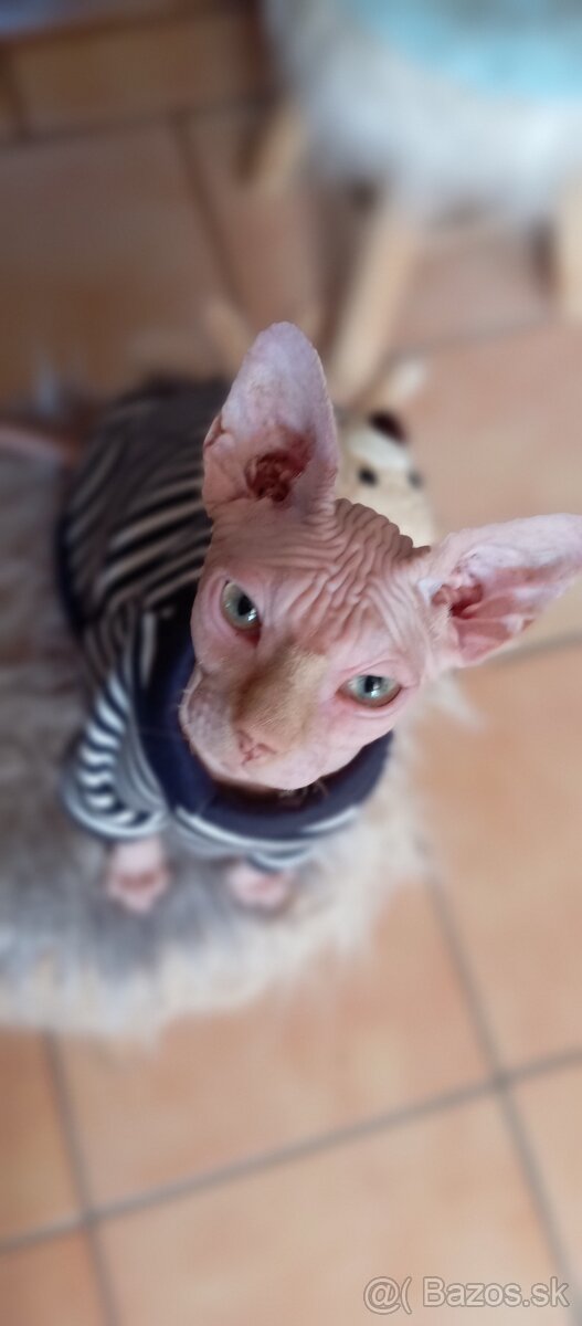 Kanadský sphynx kocúrik