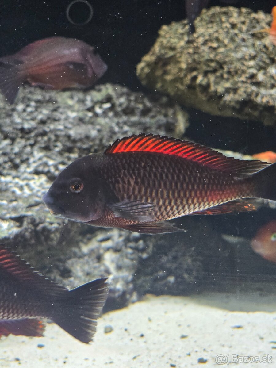 Tropheus moliro