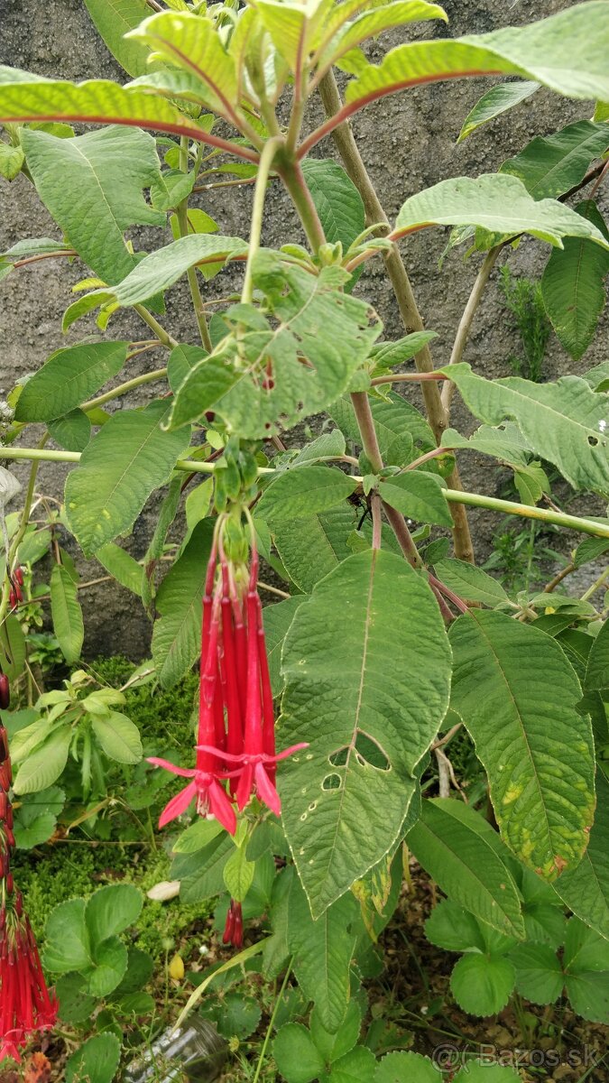 Fuchsia bolívijská - Fuchsia boliviana - semená 30 ks