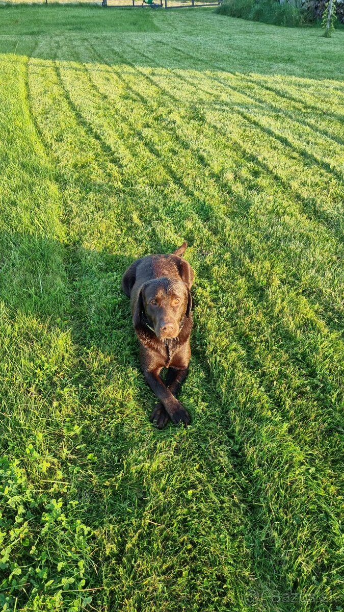 Richville retriever (labrador) na krytie