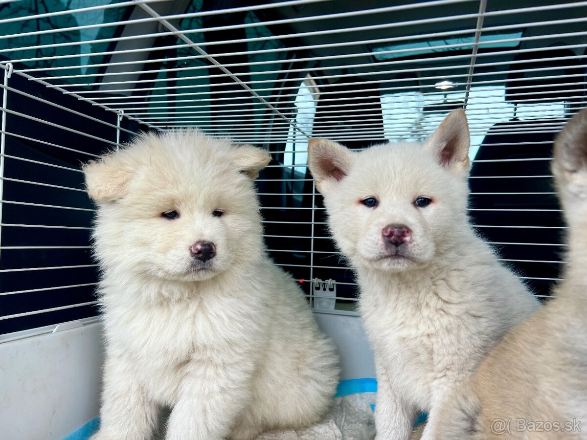 Akita inu