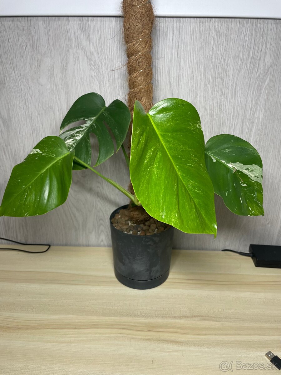 Monstera albo var.