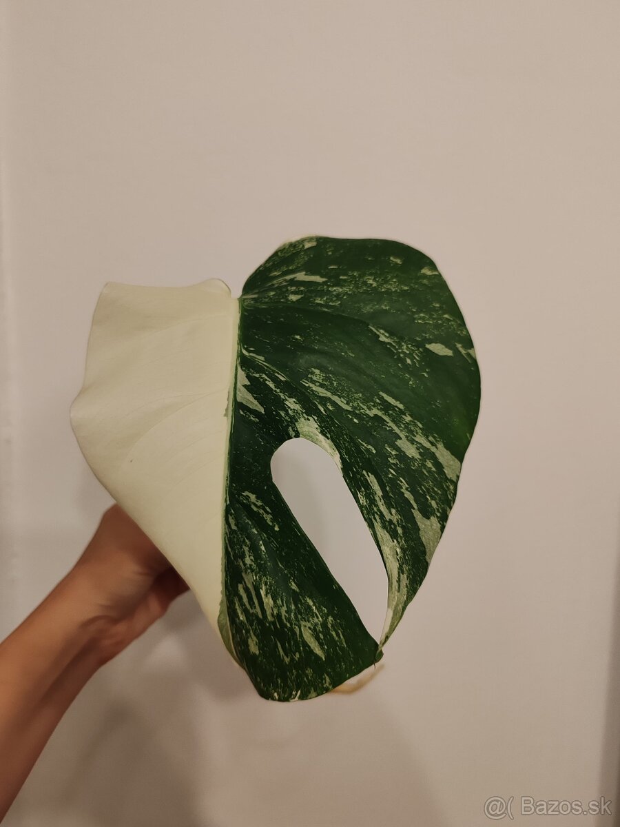 Monstera albo variegata