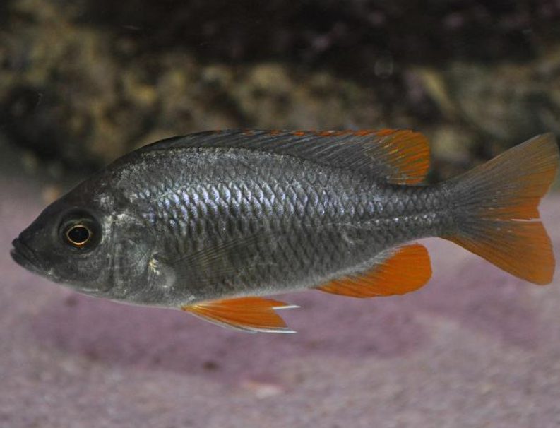 Copadichromis borleyi Kadango