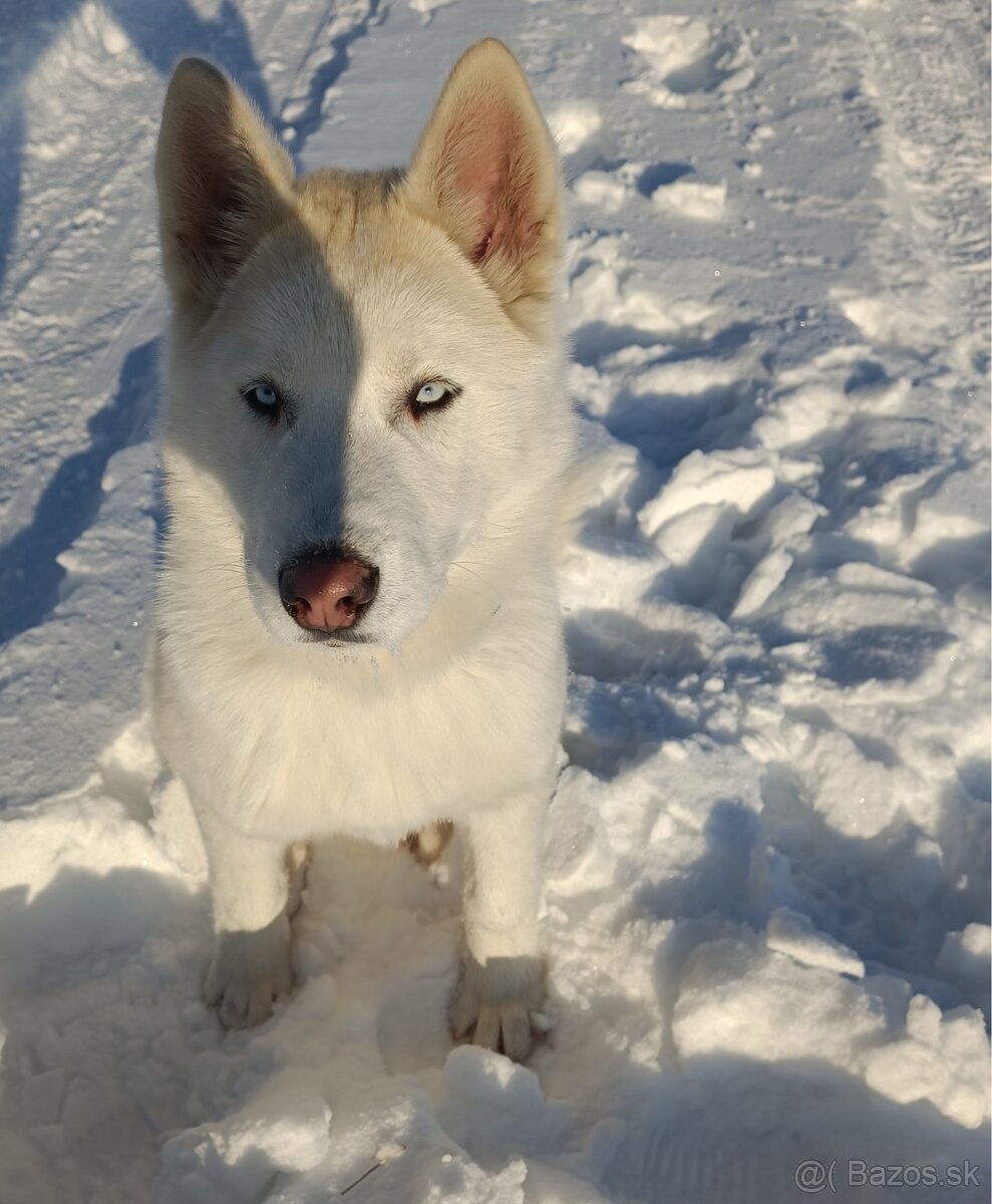 Sibírsky husky