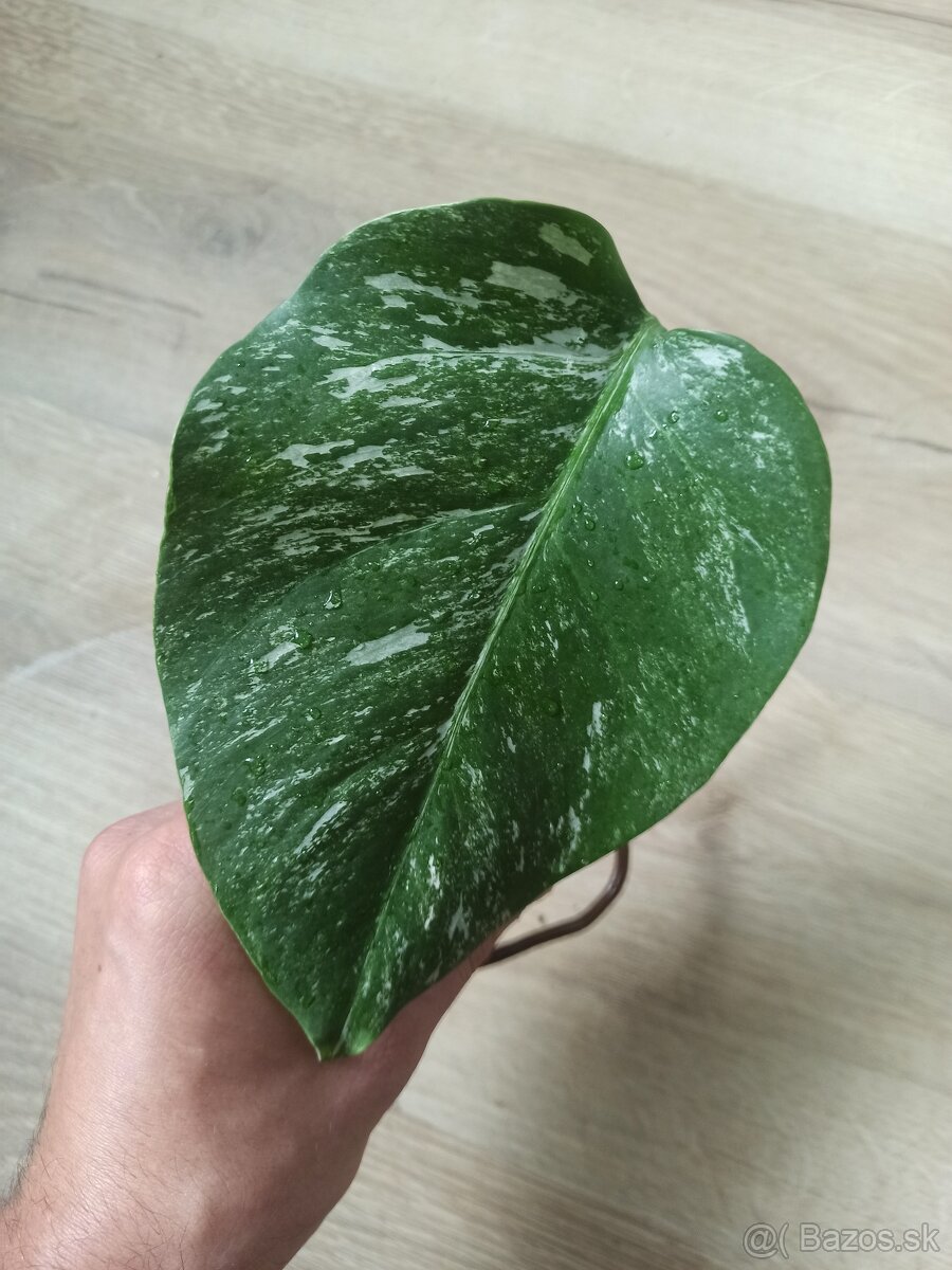 Monstera Albo Variegata