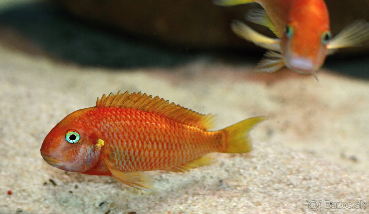 Tropheus caramba red bishop, moliro , polli , maswa , bemba