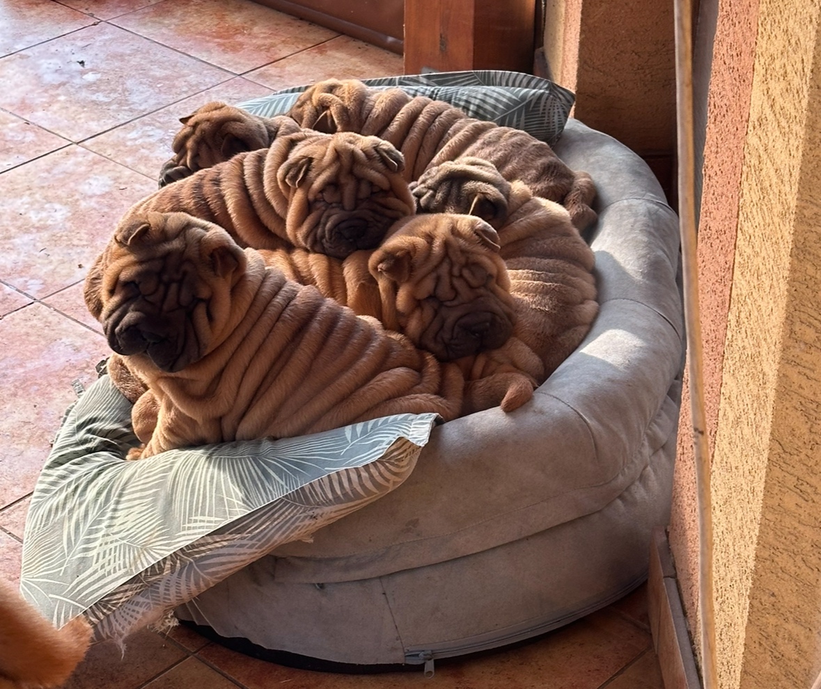 Šteniatka Sharpei, sarpej, sarpei