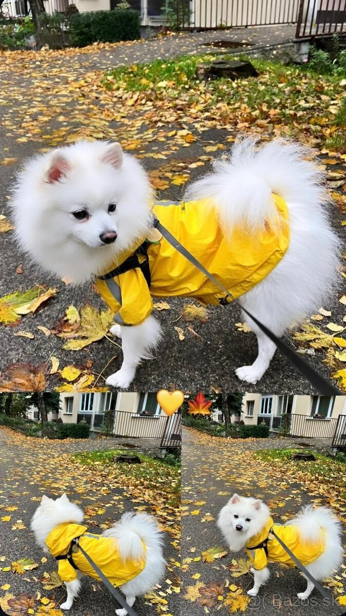 Pomeranian - špic