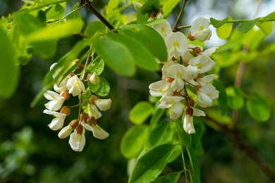 Paulownia-Agát Obelisk- Včelia pastva