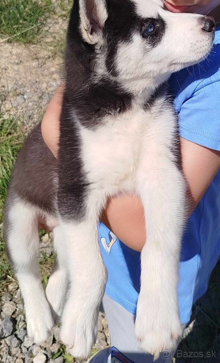 Sibirsky husky