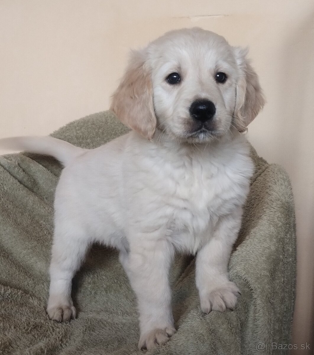 Golden Retriever, Zlatý retríver