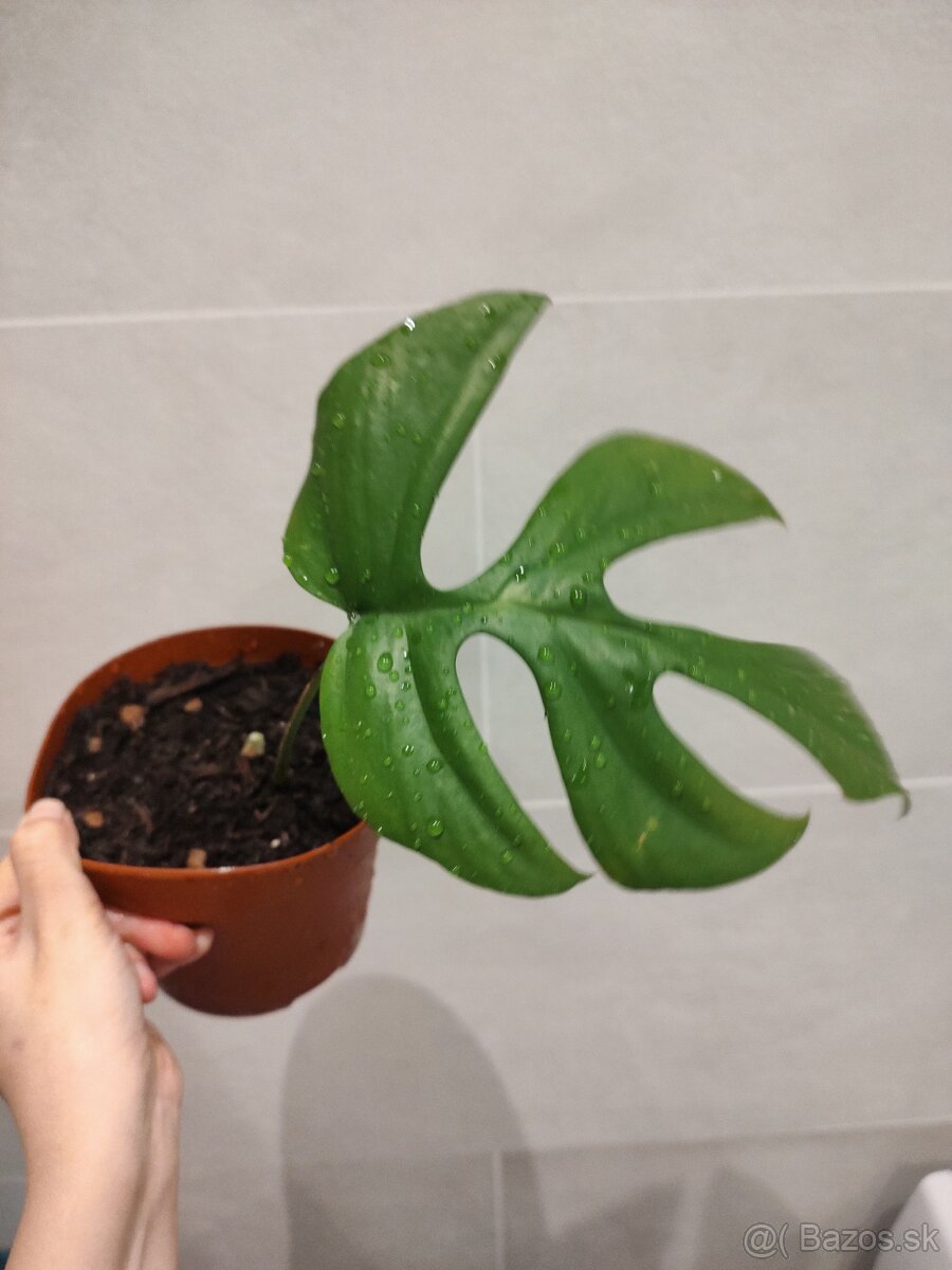 Monstera minima (Raphidophora)