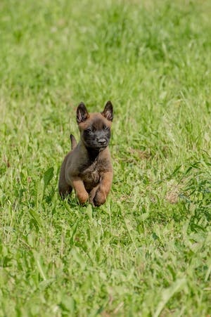 Belgicky ovčiak Malinois