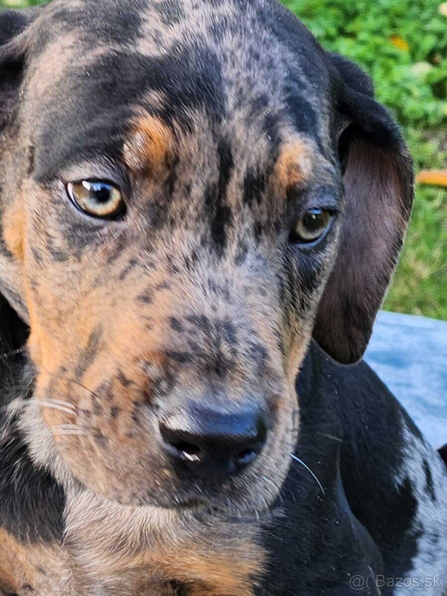 Louisiana Leopard,  Catahoula