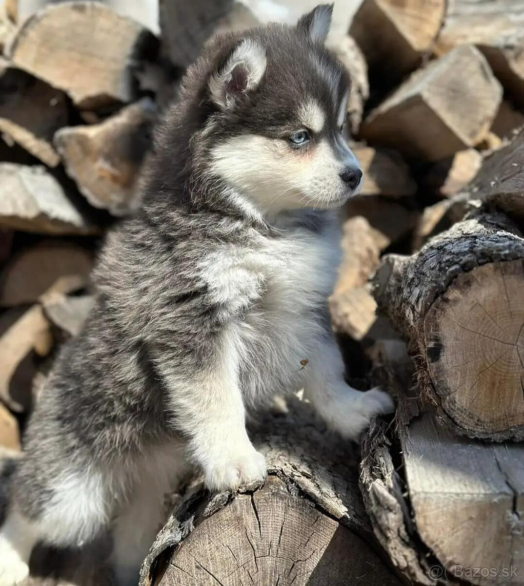 Rozkošné šteniatka pomsky pes a fenka