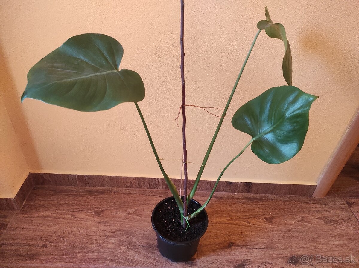 MONSTERA DELICIOSA