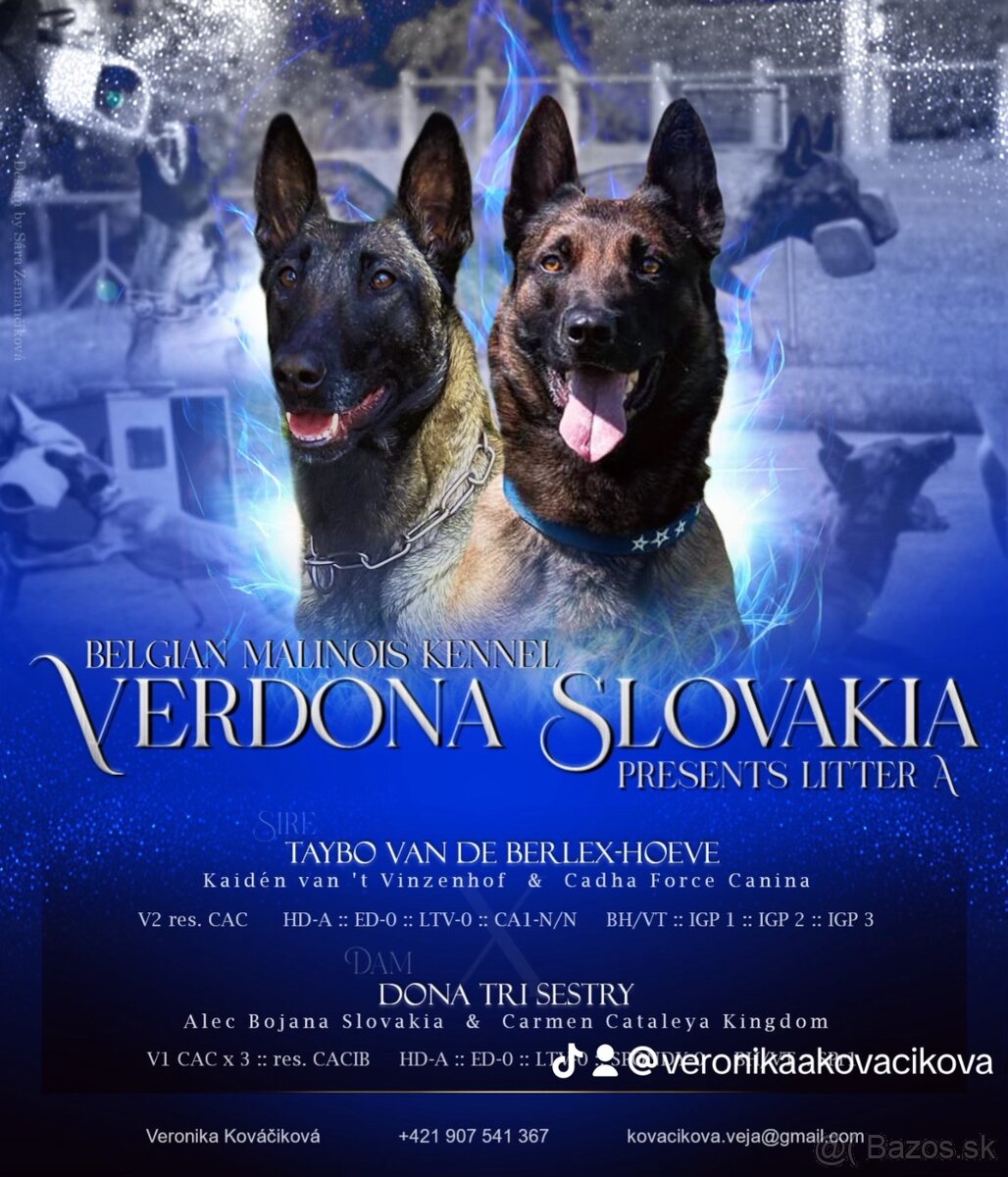 BELGICKÝ OVČIAK MALINOIS, CHS VERDONA SLOVAKIA