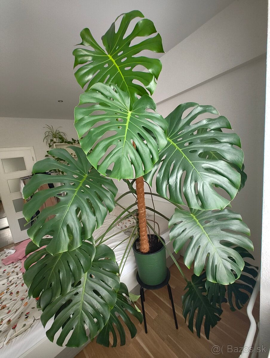 PREDAM Monstera deliciosa