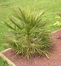 Chamaerops humilis - semená