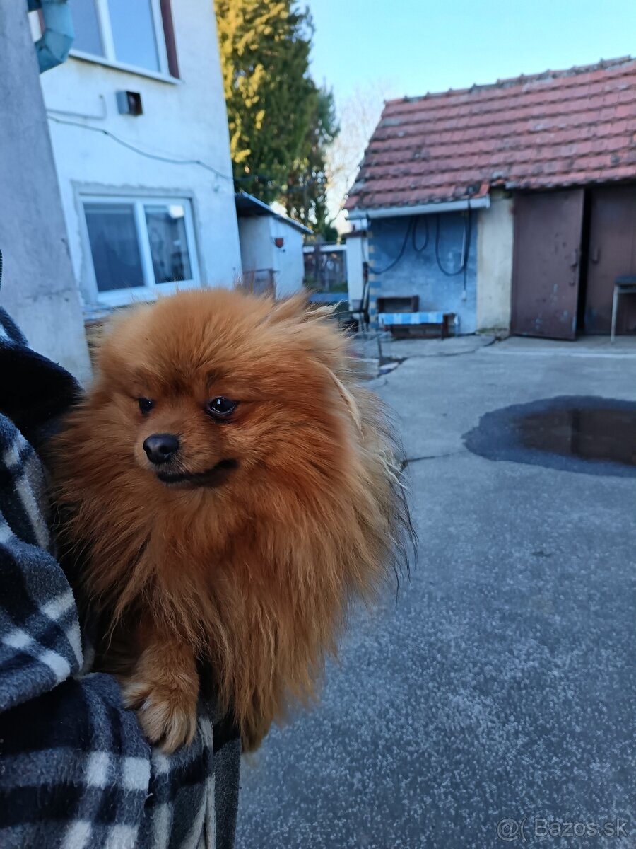 Pomeranian mini.