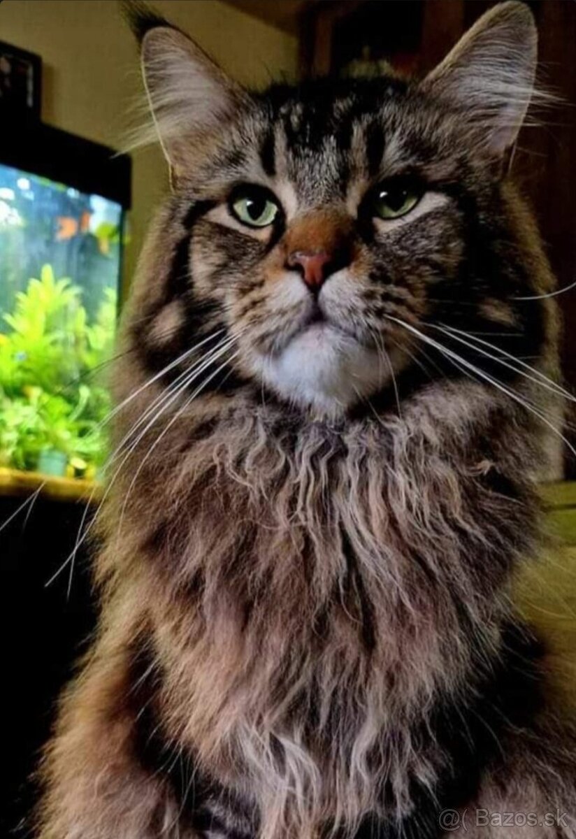 Maine coon